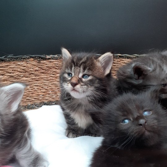 Aya Femelle Maine coon