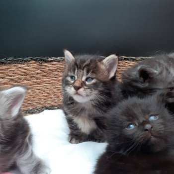chaton Maine coon brown tabby Aimy La Chatterie des targuizier's chaton Maine coon brown tabby Aimy La Chatterie des targuizier's