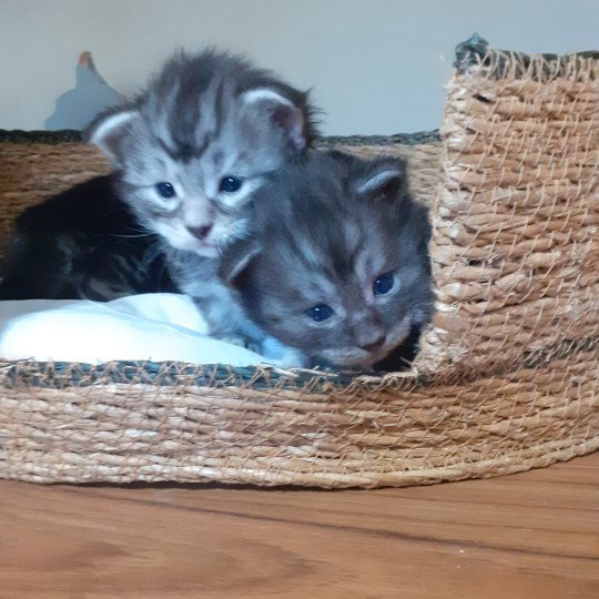 chaton Maine coon black smoke La Chatterie des targuizier's