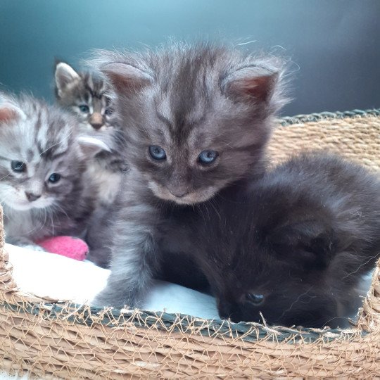 chaton Maine coon black smoke Amber La Chatterie des targuizier's