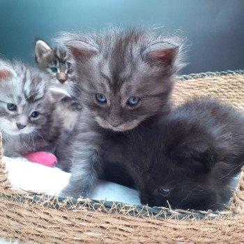 chaton Maine coon black smoke Amber La Chatterie des targuizier's chaton Maine coon black smoke Amber La Chatterie des targuizier's
