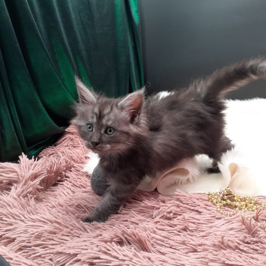 Amber Femelle Maine coon