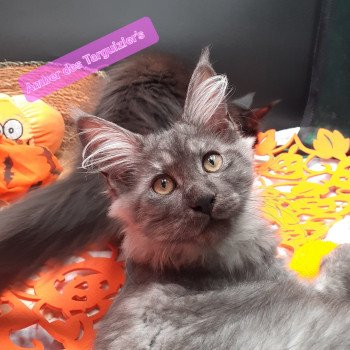 chaton Maine coon black smoke Amber La Chatterie des targuizier's chaton Maine coon black smoke Amber La Chatterie des targuizier's