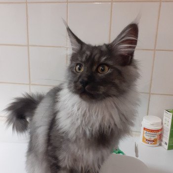 chaton Maine coon black smoke Amber La Chatterie des targuizier's