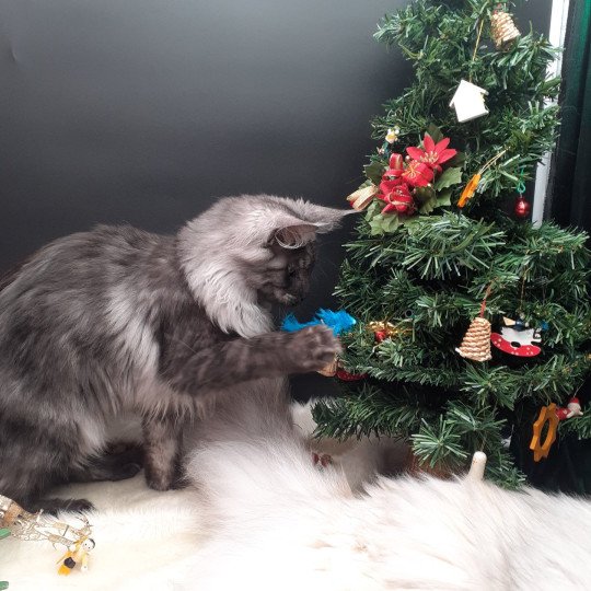 chaton Maine coon black smoke Amber La Chatterie des targuizier's