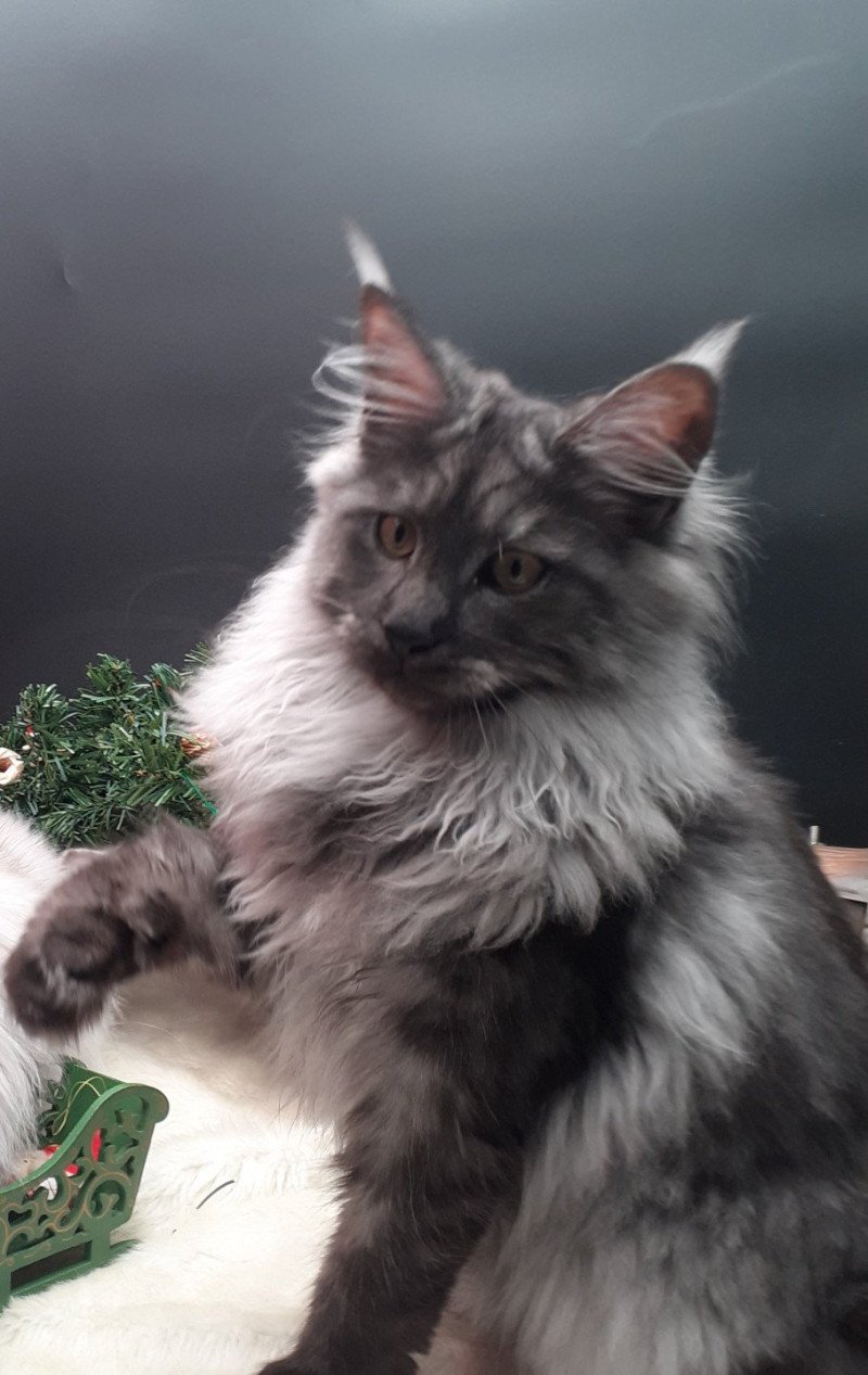 Amber Femelle Maine coon
