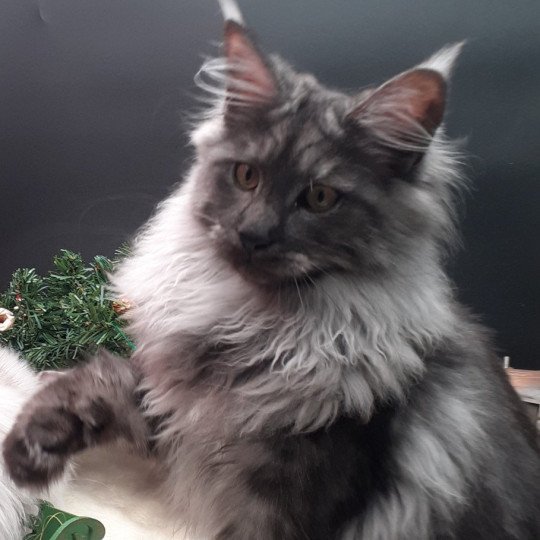 Amber Femelle Maine coon