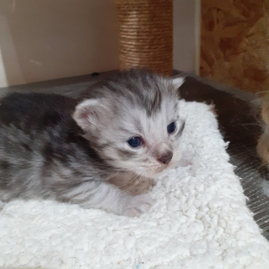 chaton Maine coon black silver blotched tabby La Chatterie des targuizier's