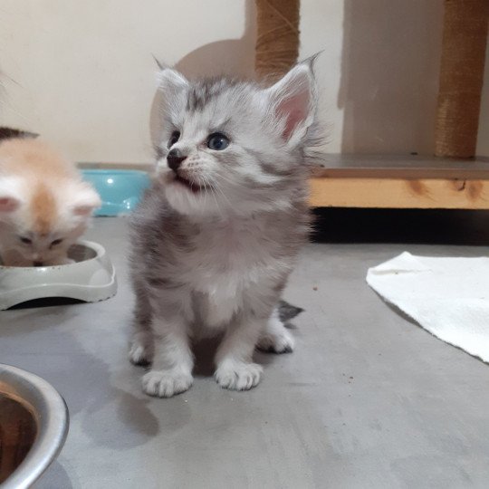 Aïden Mâle Maine coon