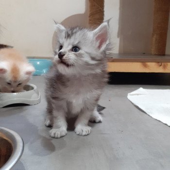 chaton Maine coon black silver blotched tabby Aïden La Chatterie des targuizier's chaton Maine coon black silver blotched tabby Aïden La Chatterie des targuizier's