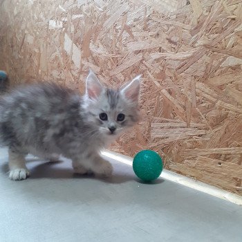 chaton Maine coon black silver blotched tabby Aïden La Chatterie des targuizier's chaton Maine coon black silver blotched tabby Aïden La Chatterie des targuizier's