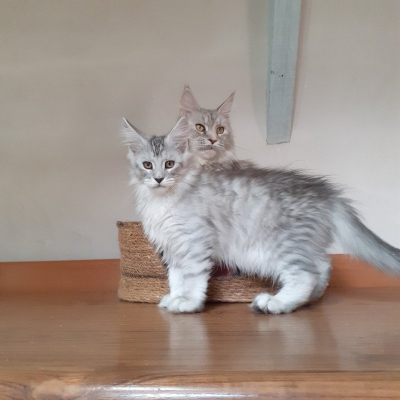 Aïden Mâle Maine coon Aïden Mâle Maine coon