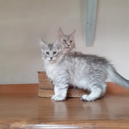 Aïden Mâle Maine coon