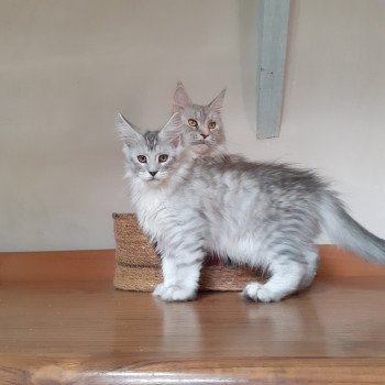 chaton Maine coon black silver blotched tabby Aïden La Chatterie des targuizier's chaton Maine coon black silver blotched tabby Aïden La Chatterie des targuizier's