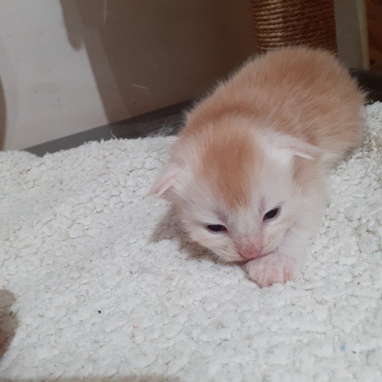 chaton Maine coon red smoke La Chatterie des targuizier's