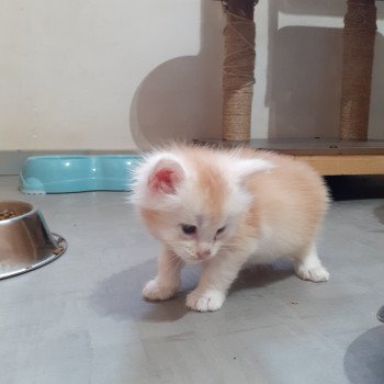 chaton Maine coon red smoke Azerty La Chatterie des targuizier's chaton Maine coon red smoke Azerty La Chatterie des targuizier's