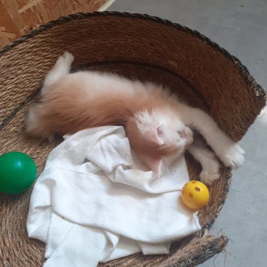 chaton Maine coon red smoke Azerty La Chatterie des targuizier's