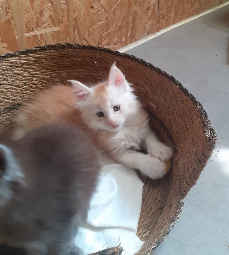 Azerty Mâle Maine coon