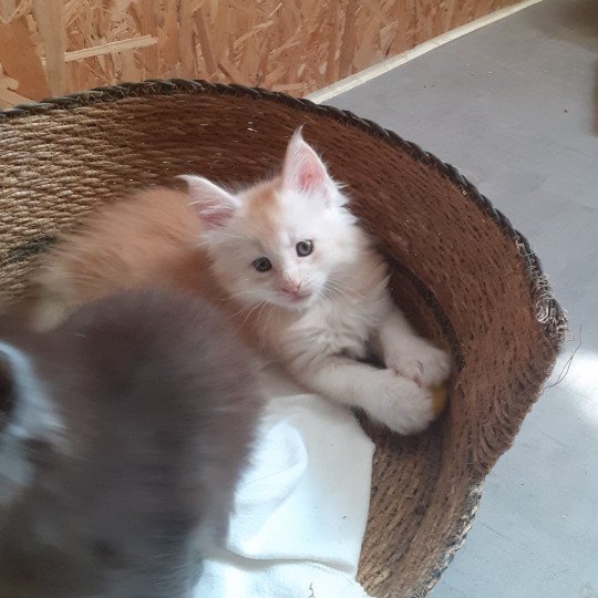 Azerty Mâle Maine coon