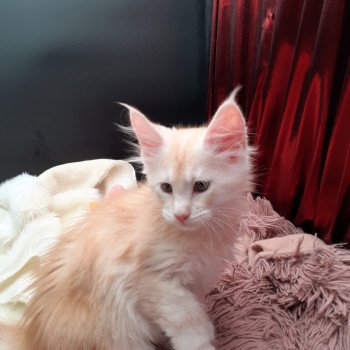 chaton Maine coon red smoke Azerty La Chatterie des targuizier's chaton Maine coon red smoke Azerty La Chatterie des targuizier's
