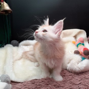 chaton Maine coon red smoke Azerty La Chatterie des targuizier's chaton Maine coon red smoke Azerty La Chatterie des targuizier's