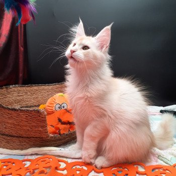 chaton Maine coon red smoke Azerty La Chatterie des targuizier's chaton Maine coon red smoke Azerty La Chatterie des targuizier's