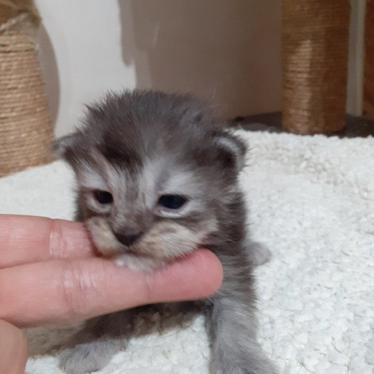 chaton Maine coon black silver tabby La Chatterie des targuizier's