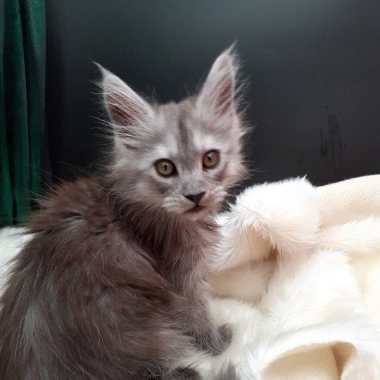 Aniya Femelle Maine coon