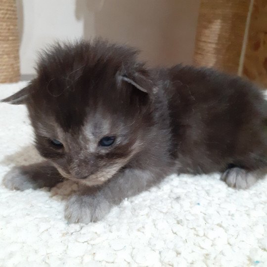 chaton Maine coon black smoke La Chatterie des targuizier's