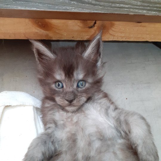 Ayana Femelle Maine coon