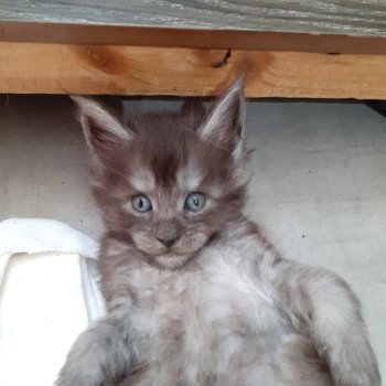 chaton Maine coon black smoke Ayana La Chatterie des targuizier's chaton Maine coon black smoke Ayana La Chatterie des targuizier's