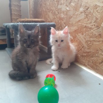 chaton Maine coon black smoke Ayana La Chatterie des targuizier's chaton Maine coon black smoke Ayana La Chatterie des targuizier's