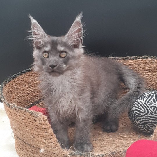 Ayana Femelle Maine coon