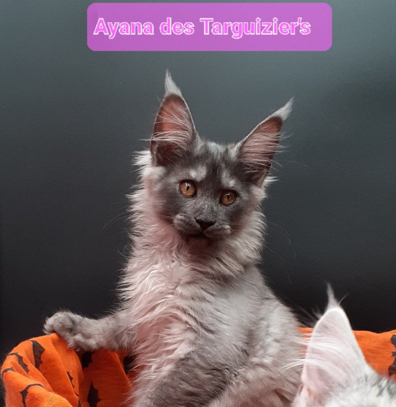 Ayana Femelle Maine coon Ayana Femelle Maine coon