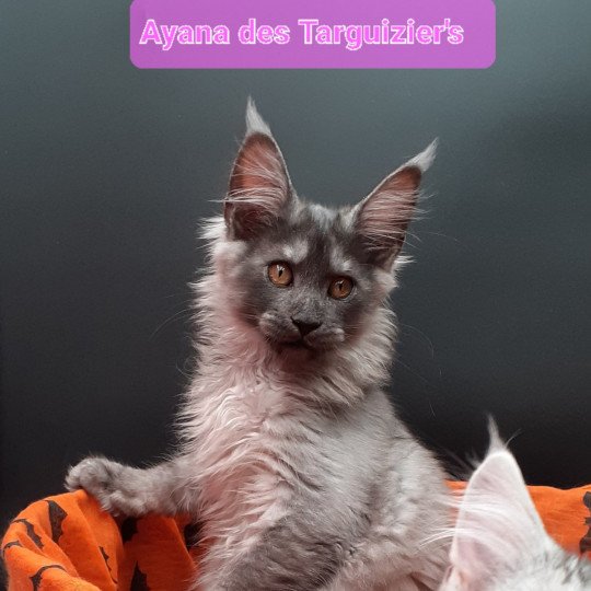 Ayana Femelle Maine coon