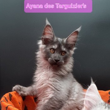 chaton Maine coon black smoke Ayana La Chatterie des targuizier's chaton Maine coon black smoke Ayana La Chatterie des targuizier's