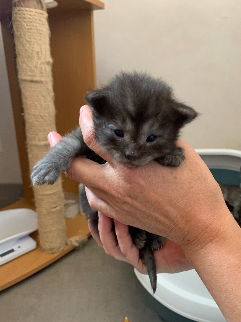 Aatrox Mâle Maine coon