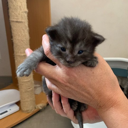 chaton Maine coon black smoke La Chatterie des targuizier's