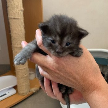 chaton Maine coon black smoke La Chatterie des targuizier's