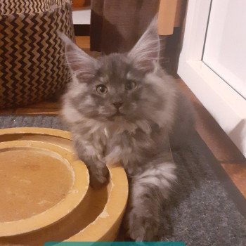 chaton Maine coon black smoke Algo La Chatterie des targuizier's