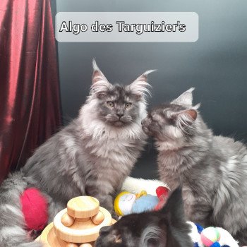 chaton Maine coon black smoke Algo La Chatterie des targuizier's
