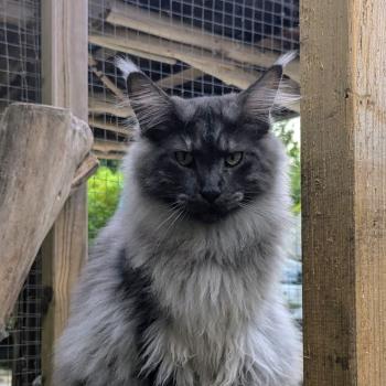 Algo Mâle Maine coon