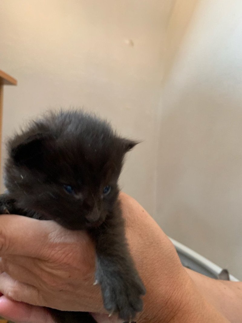 Akshan Mâle Maine coon