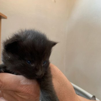 chaton Maine coon black La Chatterie des targuizier's