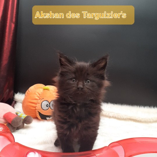 chaton Maine coon black Akshan La Chatterie des targuizier's
