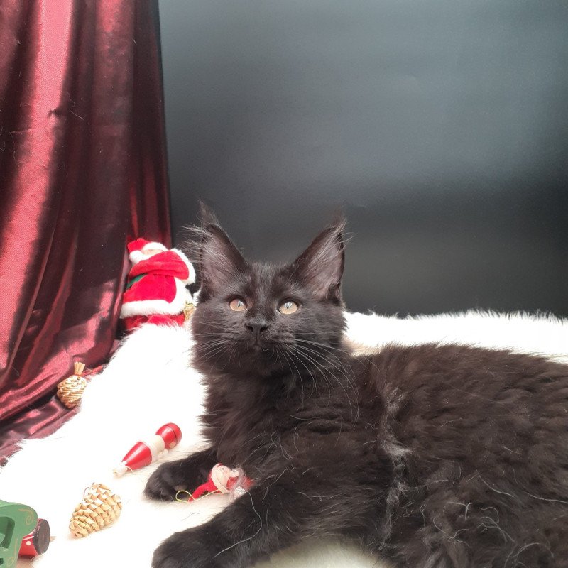 Akshan Mâle Maine coon