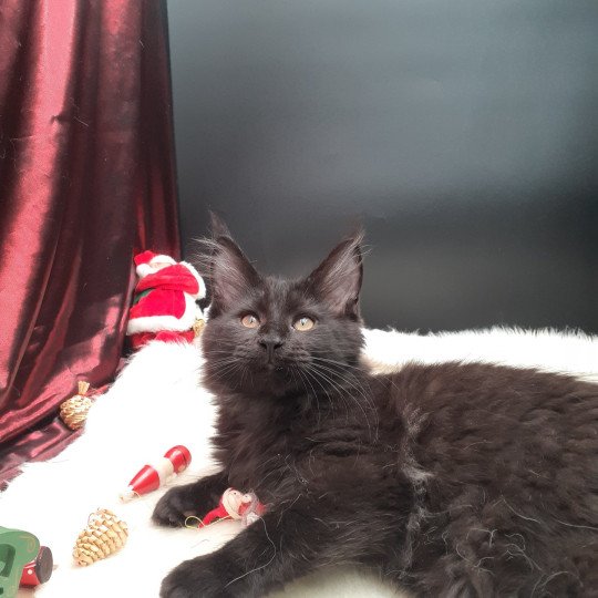 Akshan Mâle Maine coon