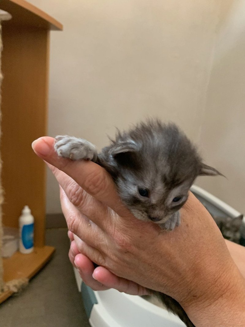 Arrow Mâle Maine coon