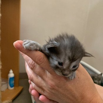 chaton Maine coon black smoke La Chatterie des targuizier's