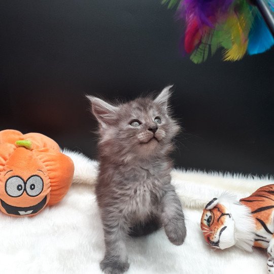 Arrow Mâle Maine coon